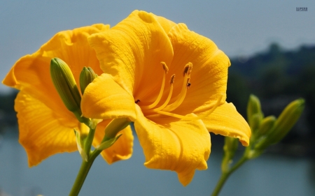 Yellow Lilies - flowers, yellow, lilies, nature