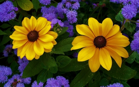 Yellow Flowers - purple, flowers, garden, yellow