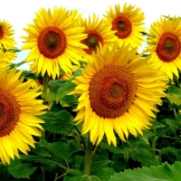 Sunflowers