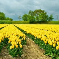 Yellow Tulips