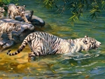 bathing white tigers