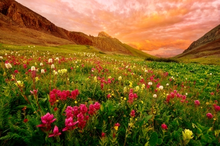 Mountain wildflowers - slope, sky, hills, mountain, beautiful, wildflowers