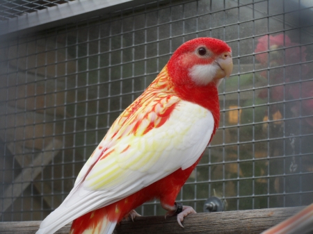 RUBINO ROSELLA PARROT - RED, YELLOW, PARROTS, BIRDS