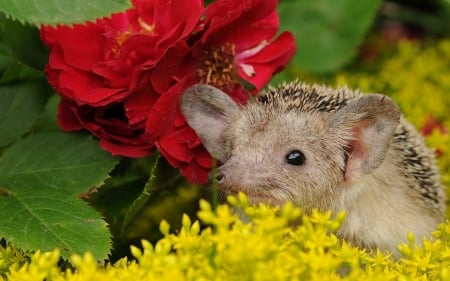 Hedgehog - yellow, hedgehog, flower, animal, arici, red, green, rose, cute