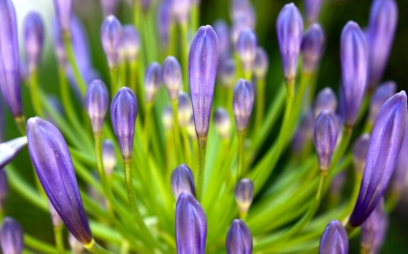 Crocuses - purple, green, spring, flower, crocus, pink