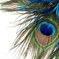 Peacock feathers