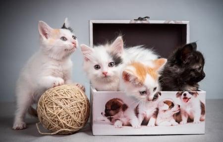 Kittens - white, cat, box, dog, animal, cute, black, kitten