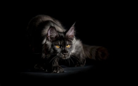 Cat - yellow eyes, brown, cat, maine coon, animal, black