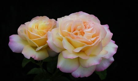 Roses - amazing, two, roses, flower