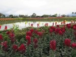 Flower field