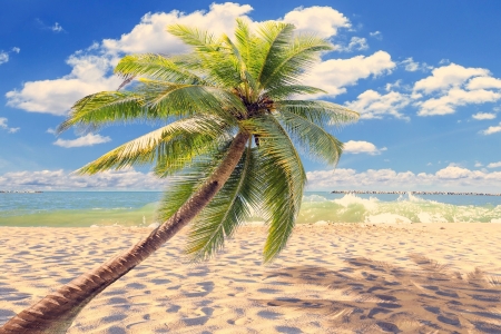 Palm tree on the beach - beach, ocean, palm, landscape