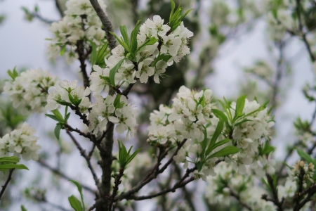 White flower - nature, garden, lovely, flower, plant