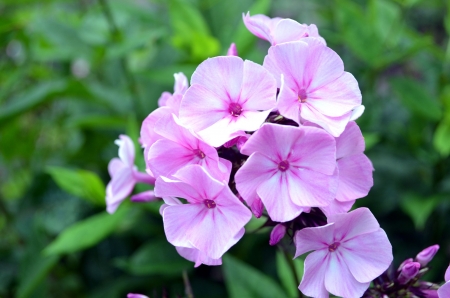 Garden Phlox - leaves, blossoms, garden, petals