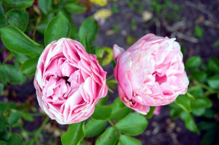 English Rose - garden, blossoms, leaves, petals