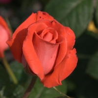 Orange Roses