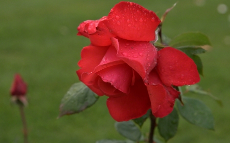 Lovely Red Rose - nature, petals, red, flowers, rose