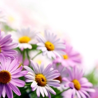 Daisies background