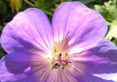 Flower - pink, beautiful, summer, flowers, garden, flower