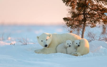 Mom and her Two Cubs - snow, bear, polar, animals