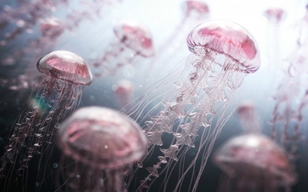 Jellyfish - pink, jellyfish, sea, ocean, blue, underwater