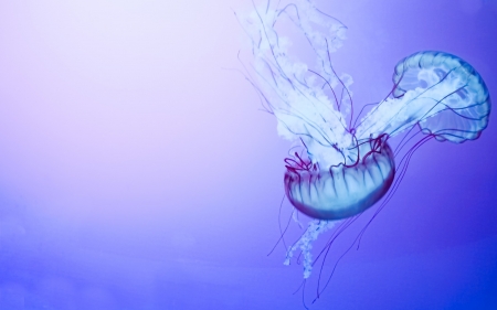 Jellyfish - jellyfish, water, purple, blue, underwater, sea, ocean, pink