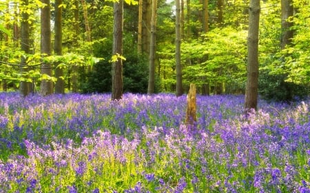 Spring - purple, forest, woods, green, tree, flower, spring