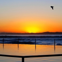 Bird Flight at Dusk