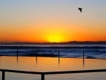 Bird Flight at Dusk