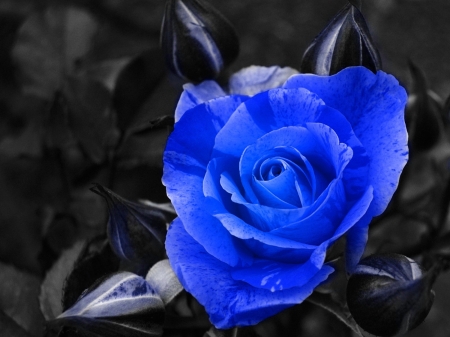 Blue Rose - color, petals, blossom, leaves