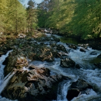 fast flowing river through the forest