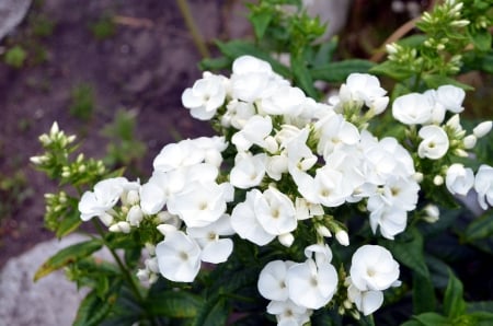 White Phlox - garden, blossoms, leaves, petals