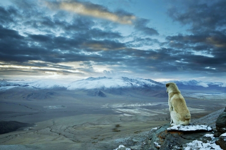 A Dogs View - sitting, mountains, rock, dog