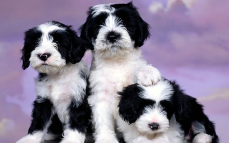 three very cute puppies - three, adorable, cute, puppies