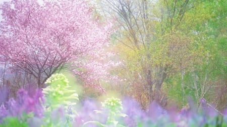 flowering trees - fresh, trees, herbs, cherry, spring