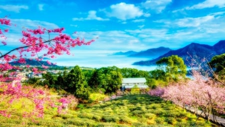 Cherry_Trees - trees, greenery, cherry, flowers, mountains, spring