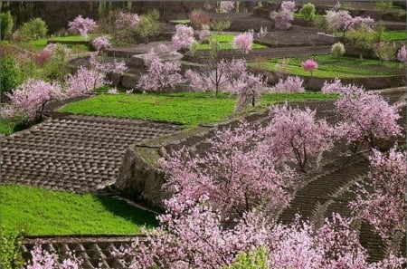 Spring - spring, fields, trees, nature