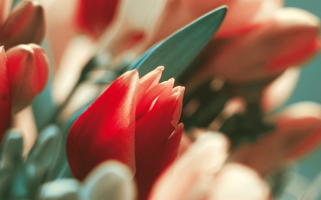 Red Tulip - tulip, flower, red, beautiful