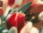 Red Tulip