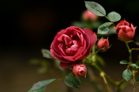 Roses - flowers, beautiful, red, roses