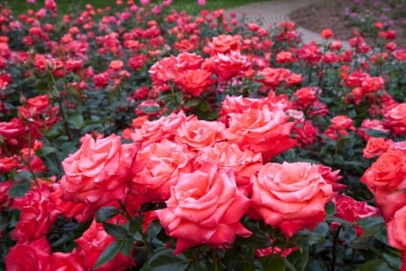 Pink Roses - field, summer, blossoms, petals