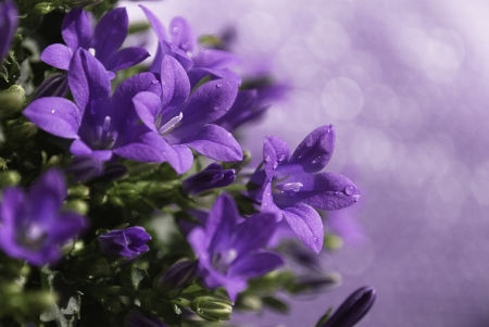 Purple Love - purple, garden, flower, beautiful