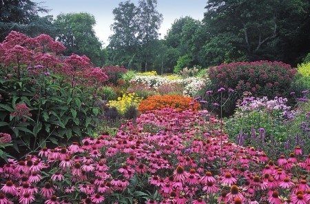 Flower Park - blossoms, petals, landscape, leaves, trees