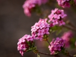 Pink flowers