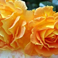 Beautiful Orange Roses