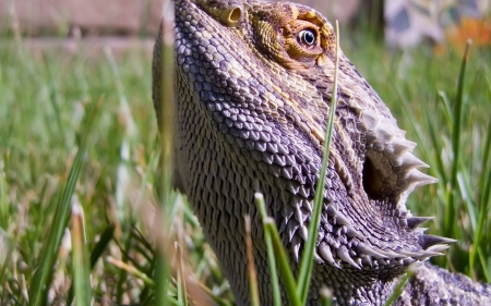 lizard in the grass - lizard, head, grass, reptile