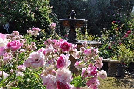 Flowers in the fountain - fountain, flowers, grass, trees