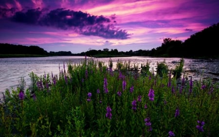 Sunset river - clouds, summer, beautiful, grass, reflection, wildflowers, river, sunset, purple, sky