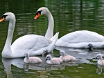 Cute Swan family