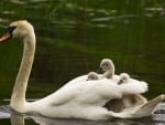  A Caring Swan Mom