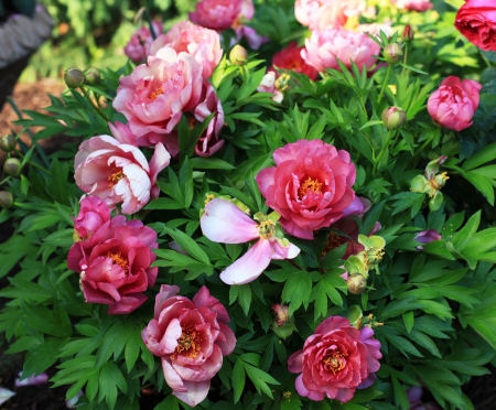 Peonies - blossoms, garden, pink, petals, bush, spring, leaves